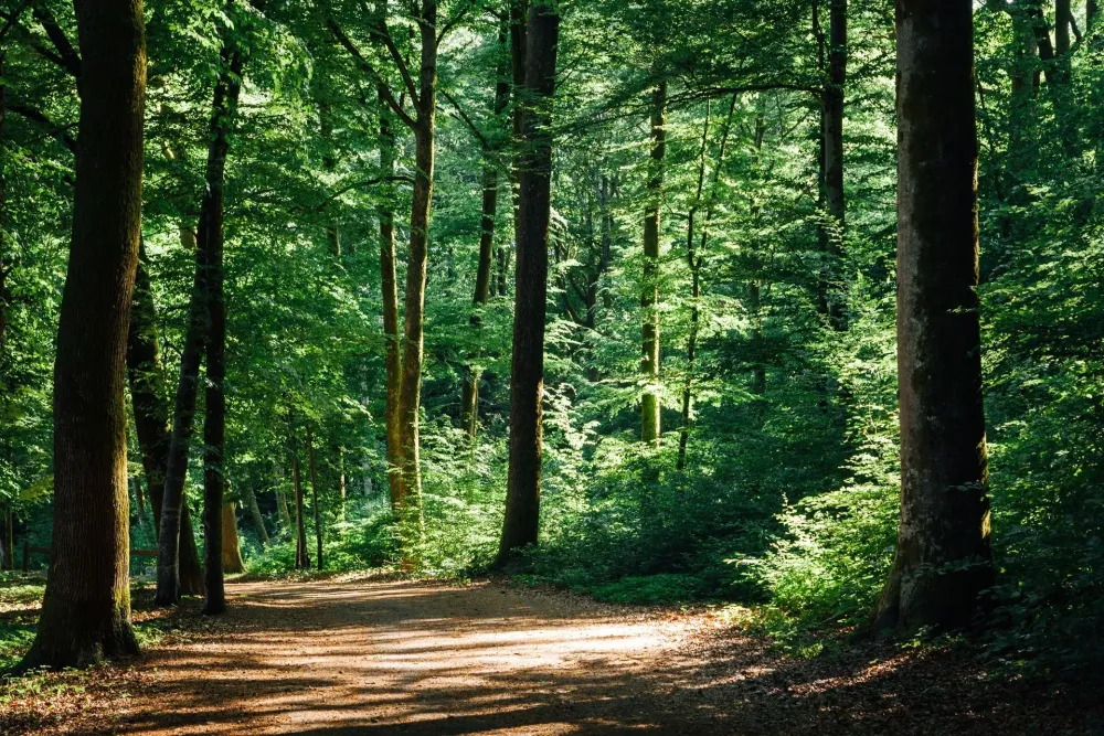 Travaux forestier près de Nyons