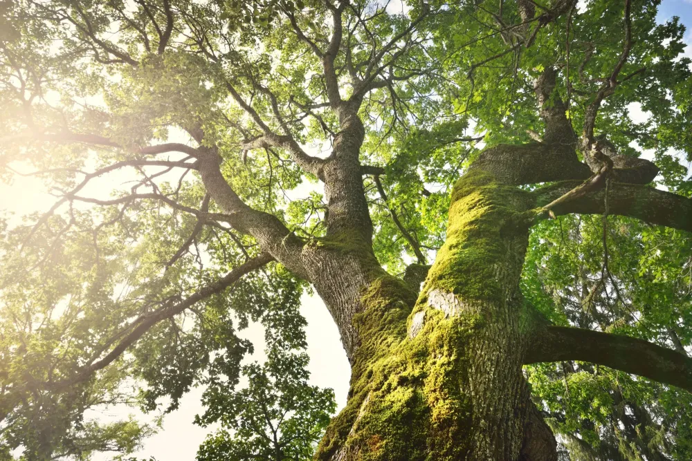 Arbre