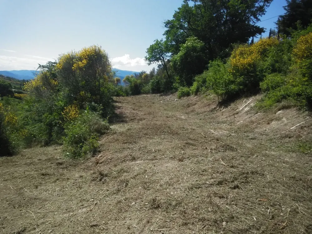 Débroussaillage forêt - après