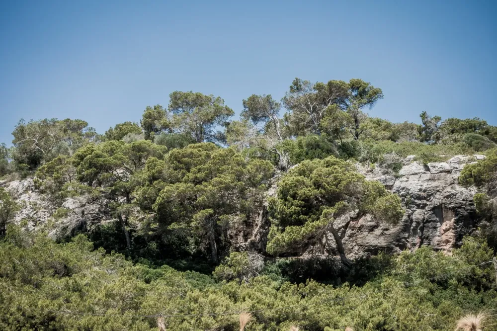 forêtwebp